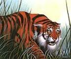 Stalking Tiger  © Wizards of the Coast